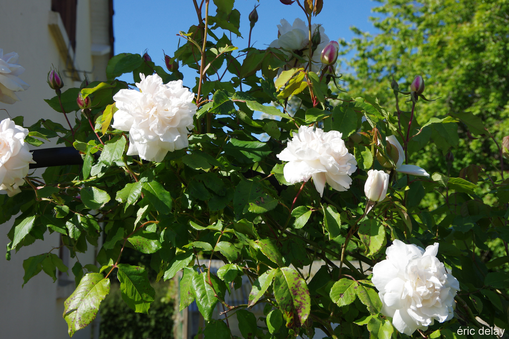 Pentax K-3 sample photo. Only roses! photography
