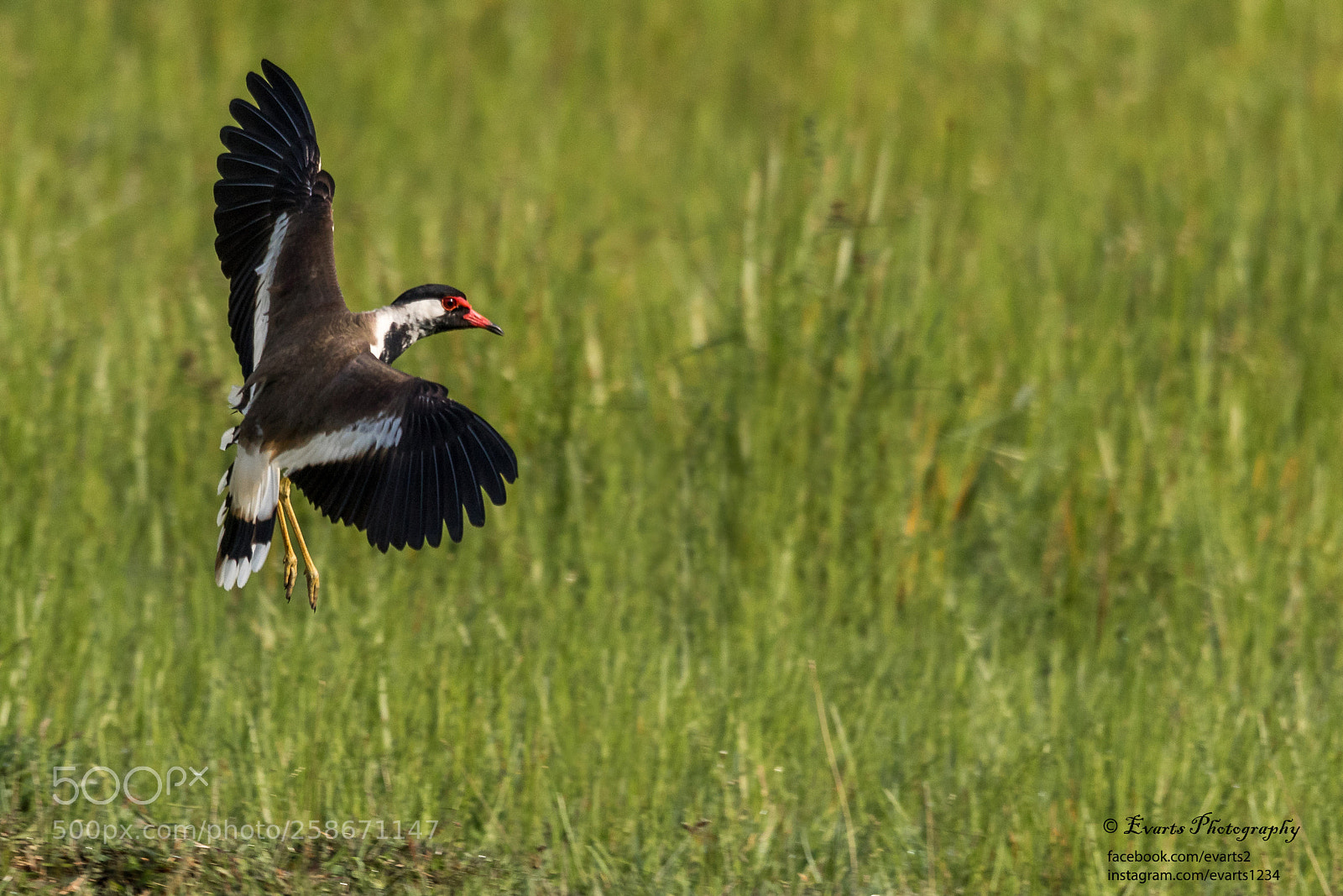 Canon EOS 80D sample photo. The red-wattled lapwing photography