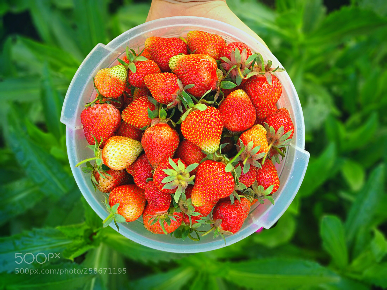 Xiaomi Mi A1 sample photo. Delicious strawberries photography