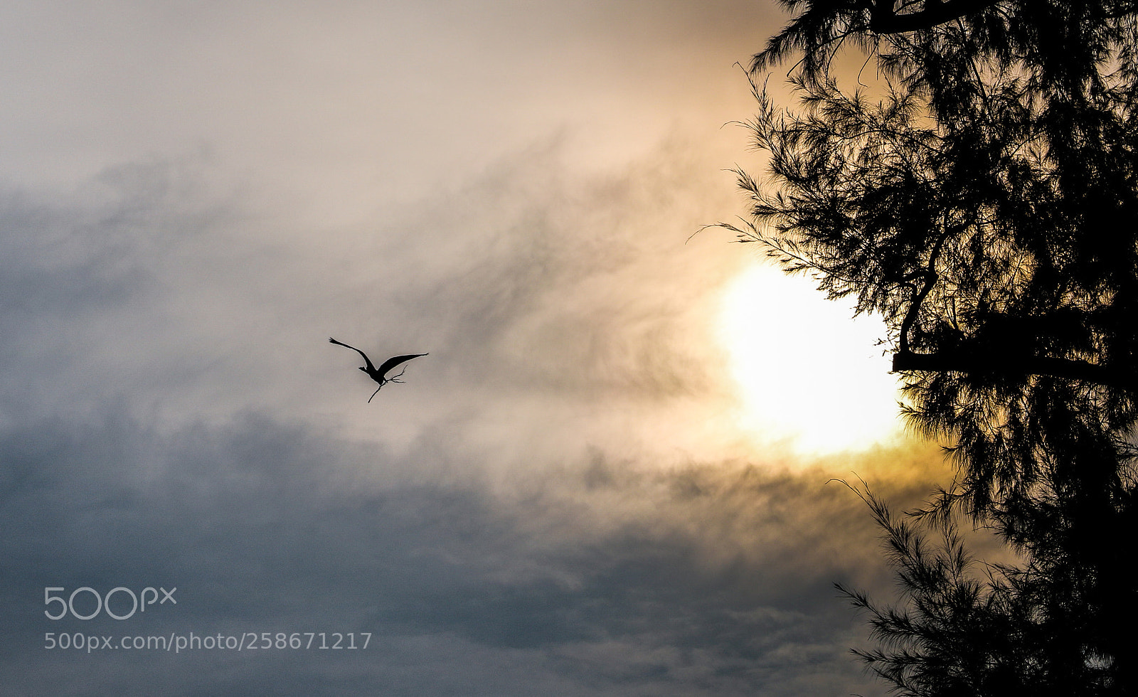 Canon EOS 750D (EOS Rebel T6i / EOS Kiss X8i) sample photo. Bird carrying a twig photography