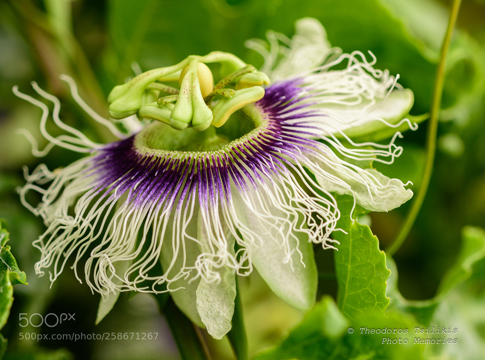Nikon D7200 sample photo. Passionflower photography