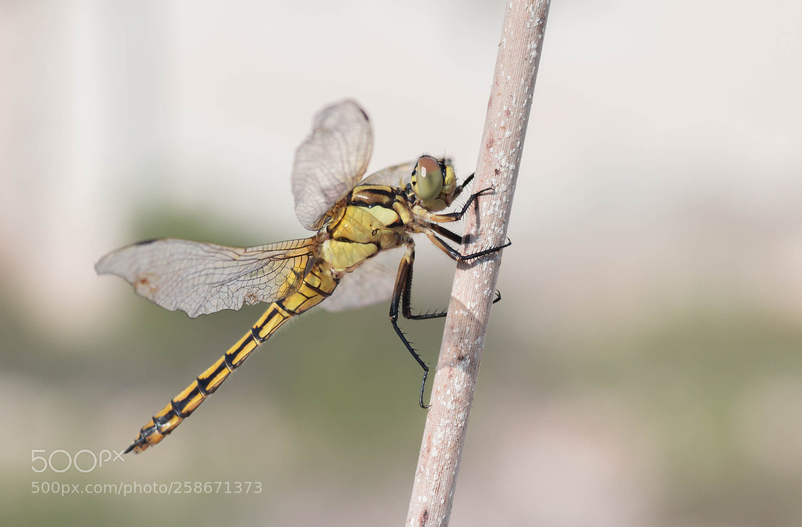 Canon EOS 650D (EOS Rebel T4i / EOS Kiss X6i) sample photo. Dragonfly photography