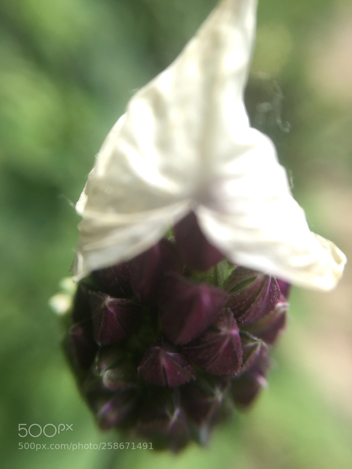 Apple iPhone 6 sample photo. Untitled photography