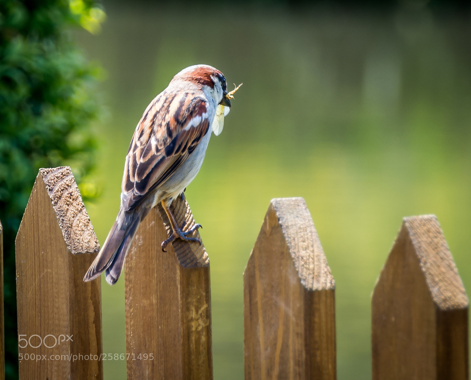 Nikon D5200 sample photo. Tree sparrow photography