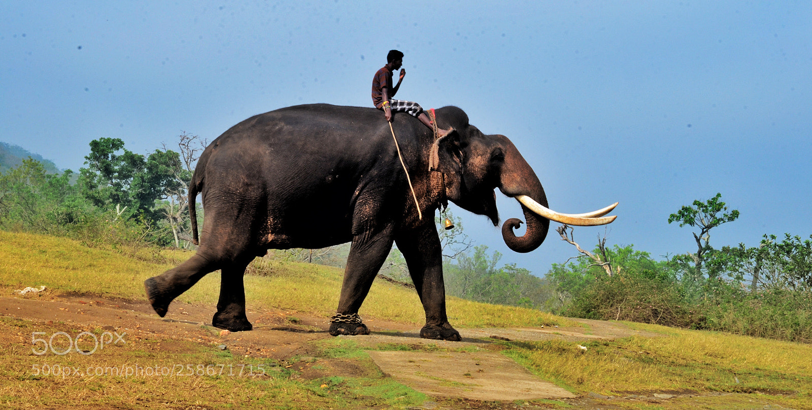 Nikon D5100 sample photo. Indian tusker photography