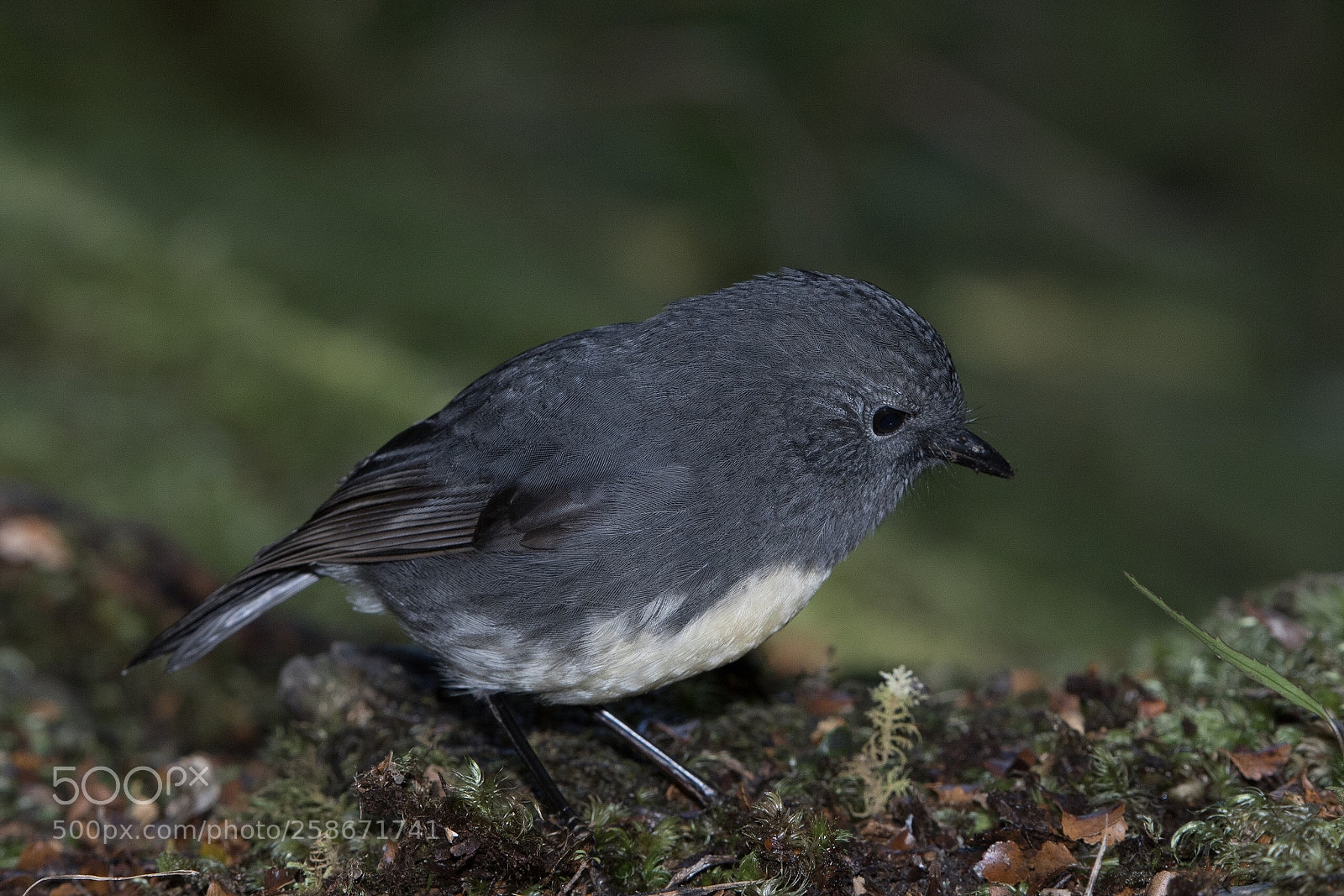 Nikon D500 sample photo. Si robin toutouwai petroica photography