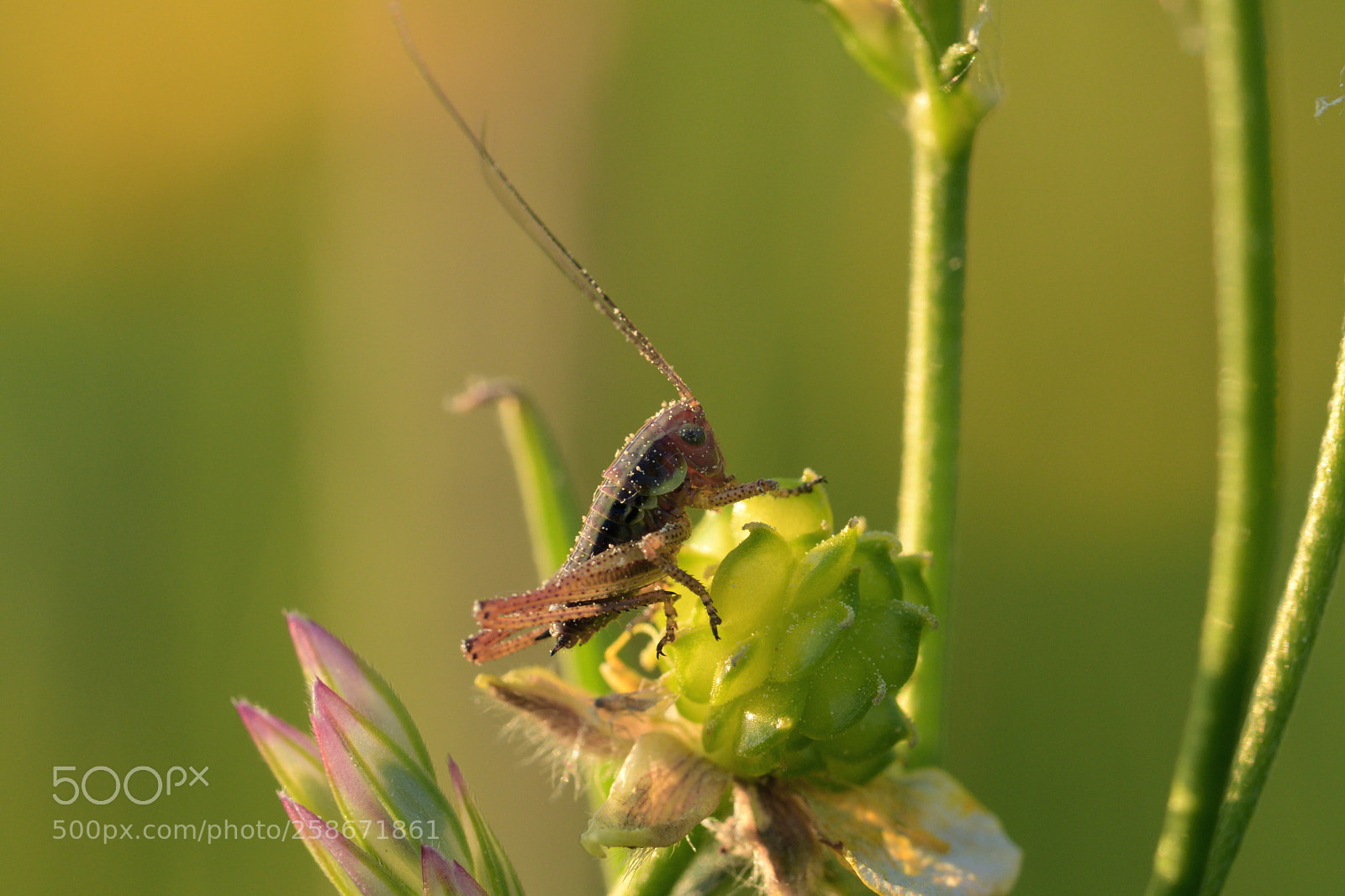 Nikon D7500 sample photo. Grasshopper photography