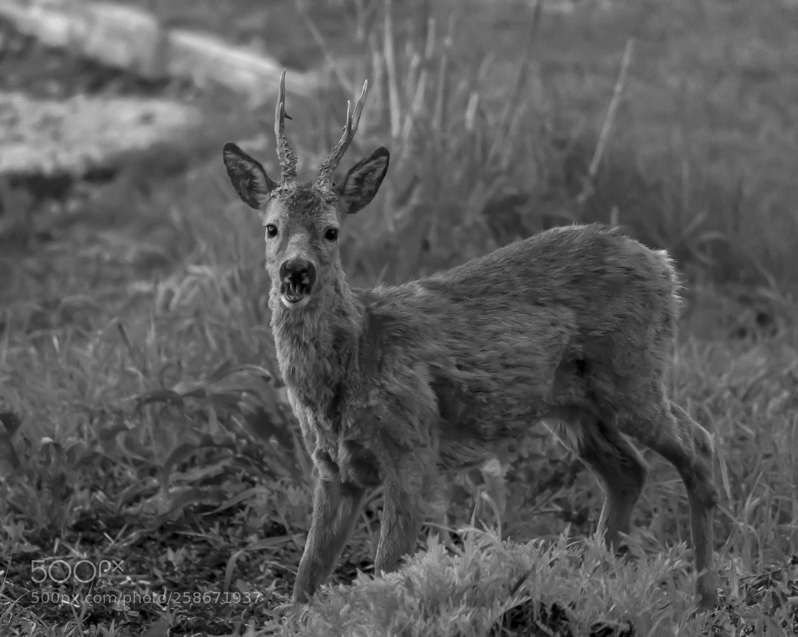 Nikon D5 sample photo. Deer photography