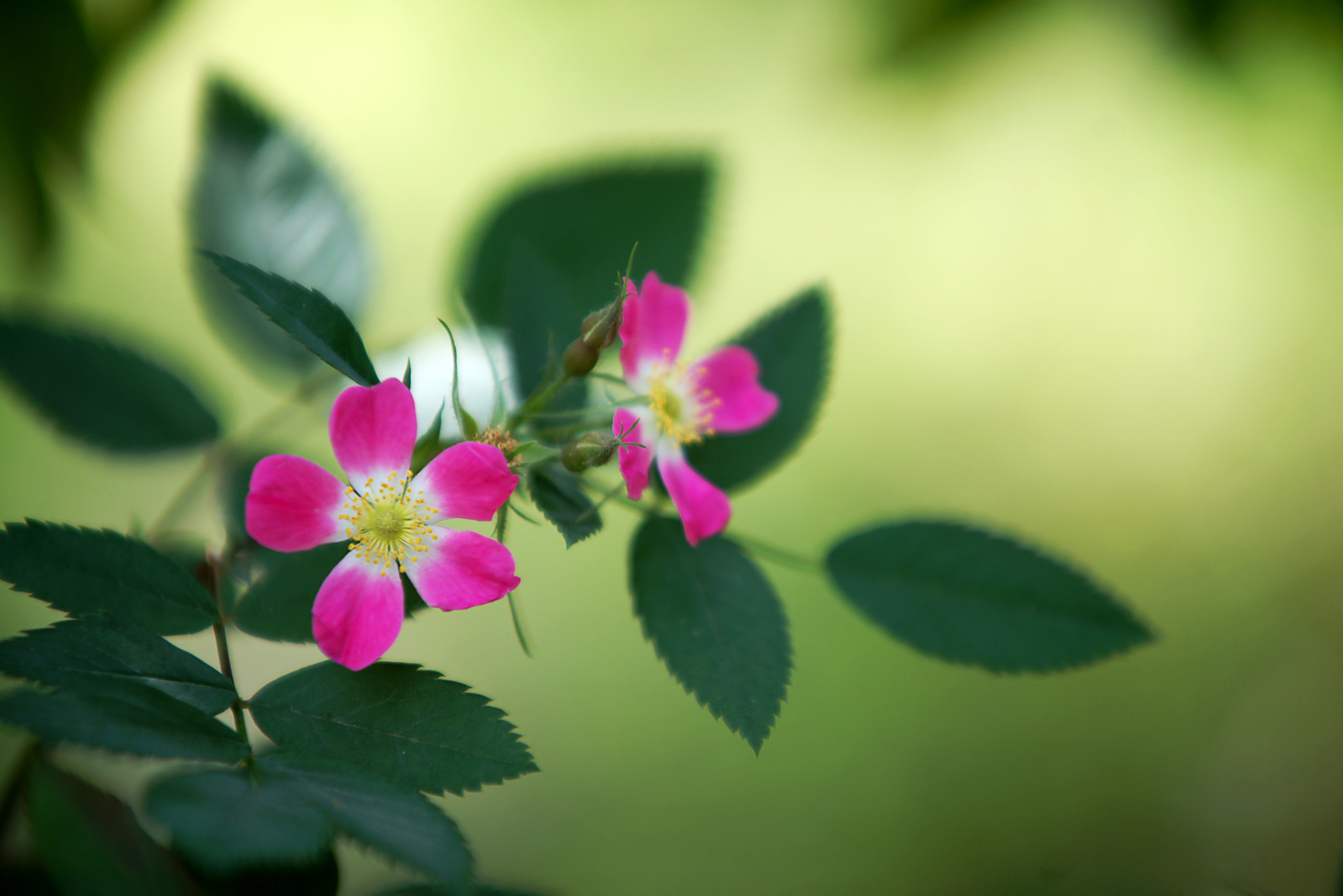 Sony Alpha DSLR-A900 sample photo. 清新的夏日小花 photography