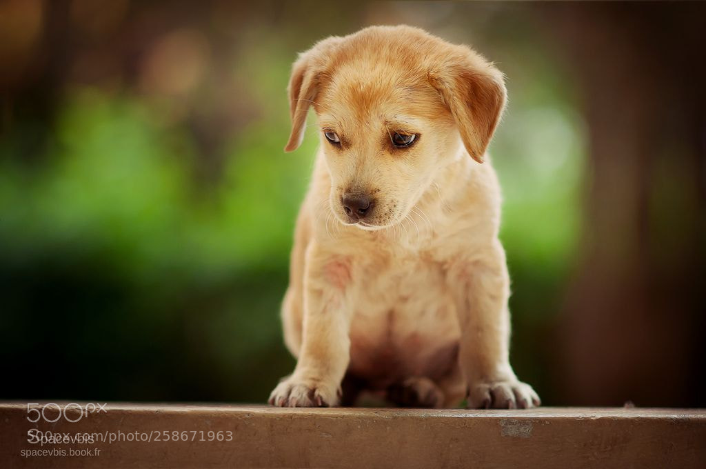 Nikon D5000 sample photo. Little dog photography