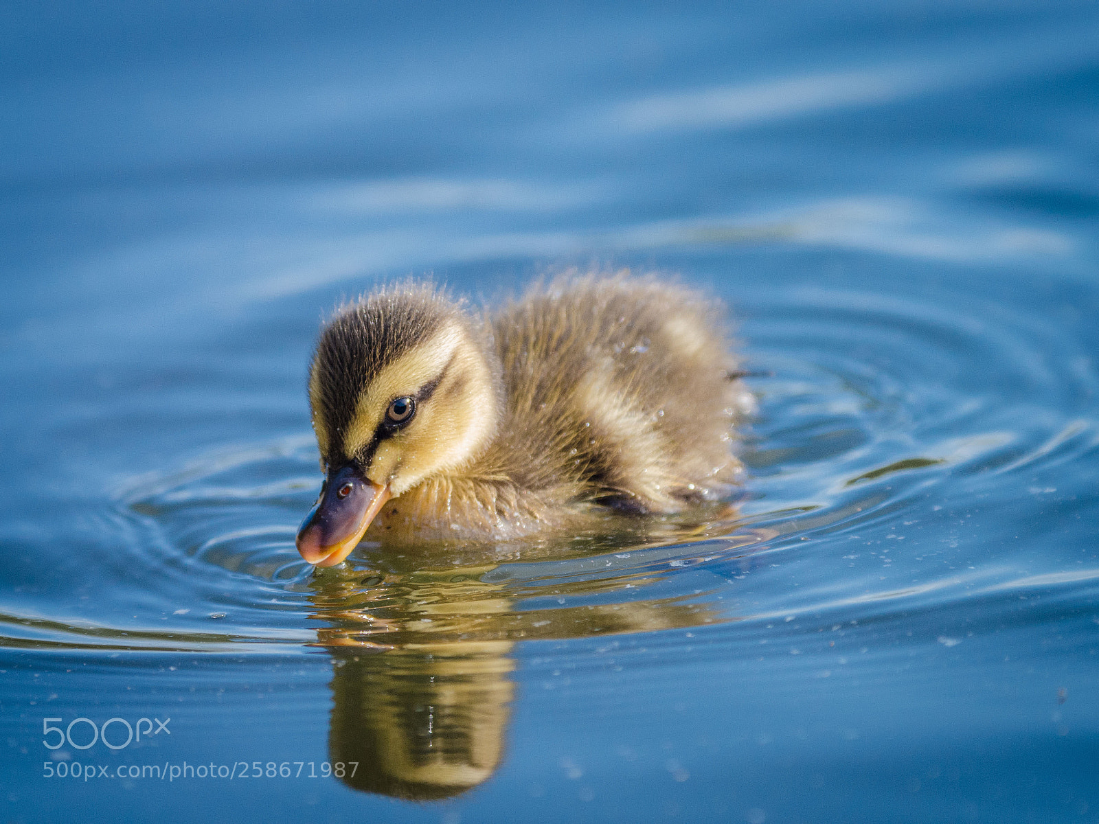 Nikon D7000 sample photo. Chick photography