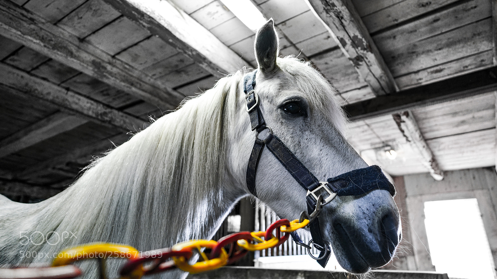 Sony a7R II sample photo. A horse named alice photography