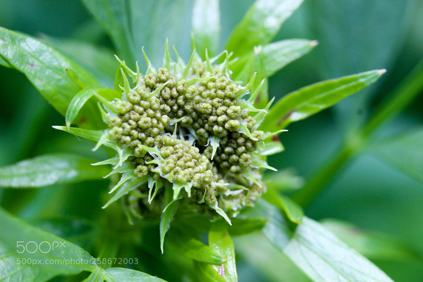 Canon EOS 100D (EOS Rebel SL1 / EOS Kiss X7) sample photo. Levisticum officinale (lovage ) photography