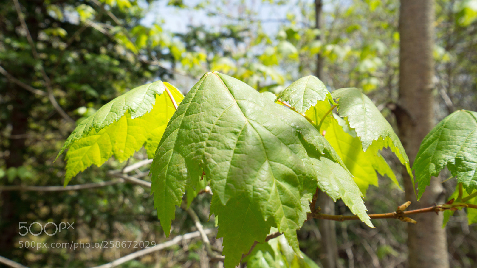 Sony a6000 sample photo. Spring maple leaves awaken photography