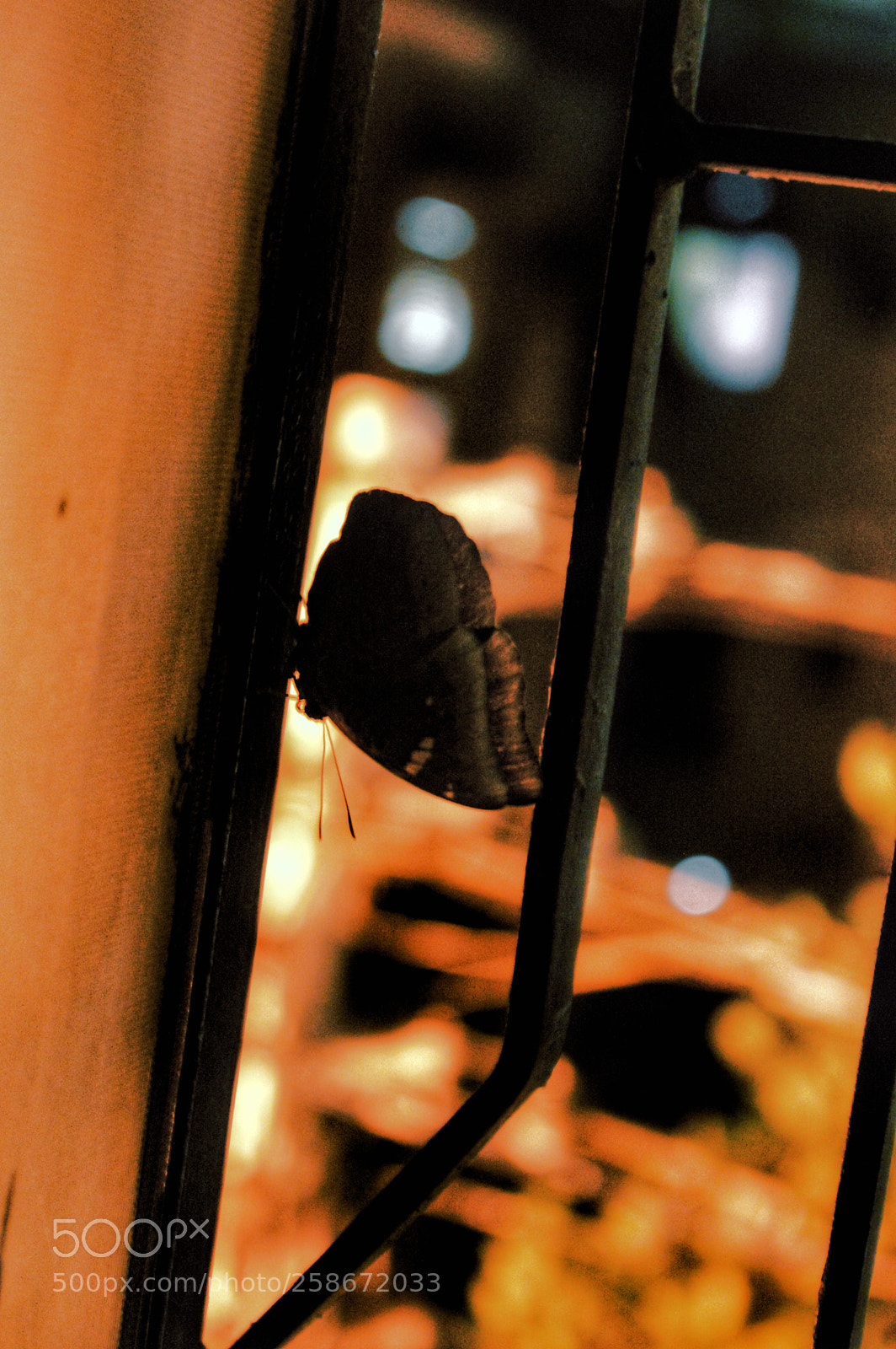 Nikon D3200 sample photo. Untitled photography