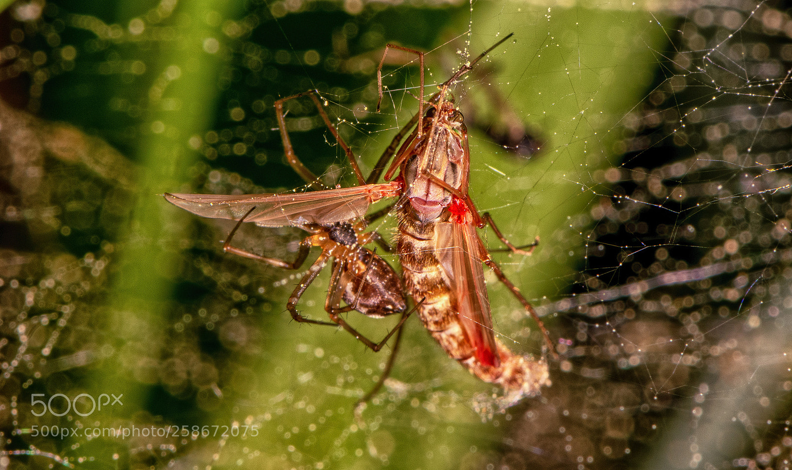 Nikon D850 sample photo. Spiders food photography