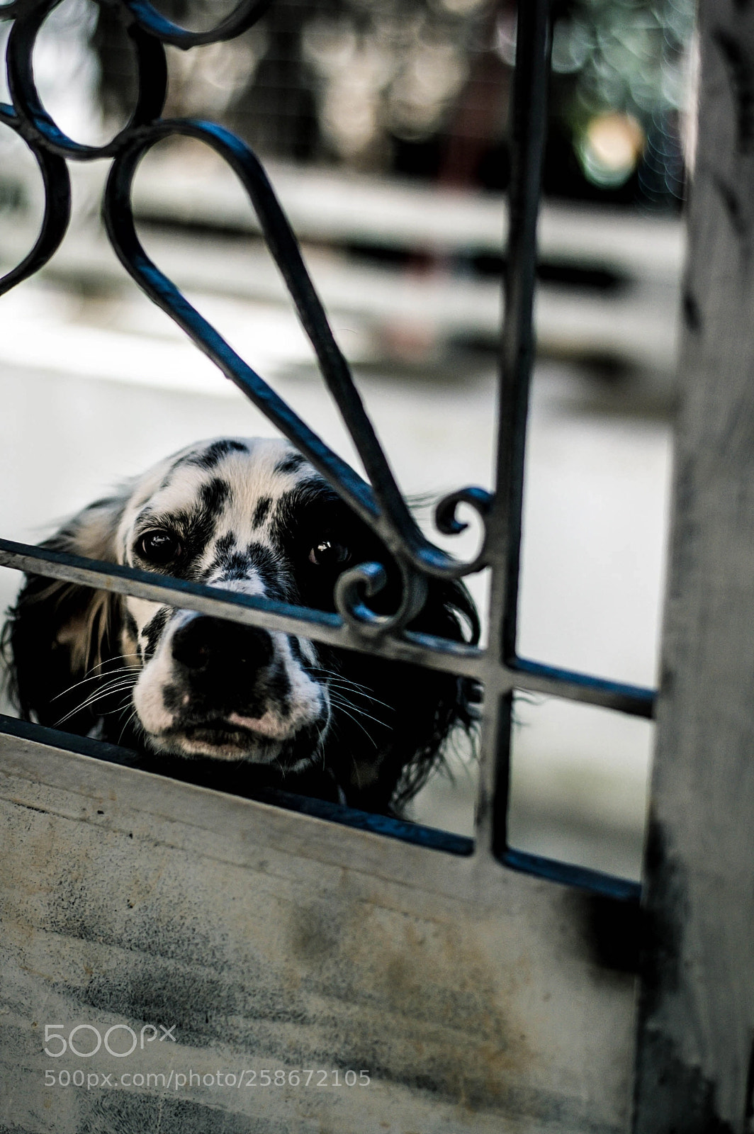 Nikon D70 sample photo. She waits photography