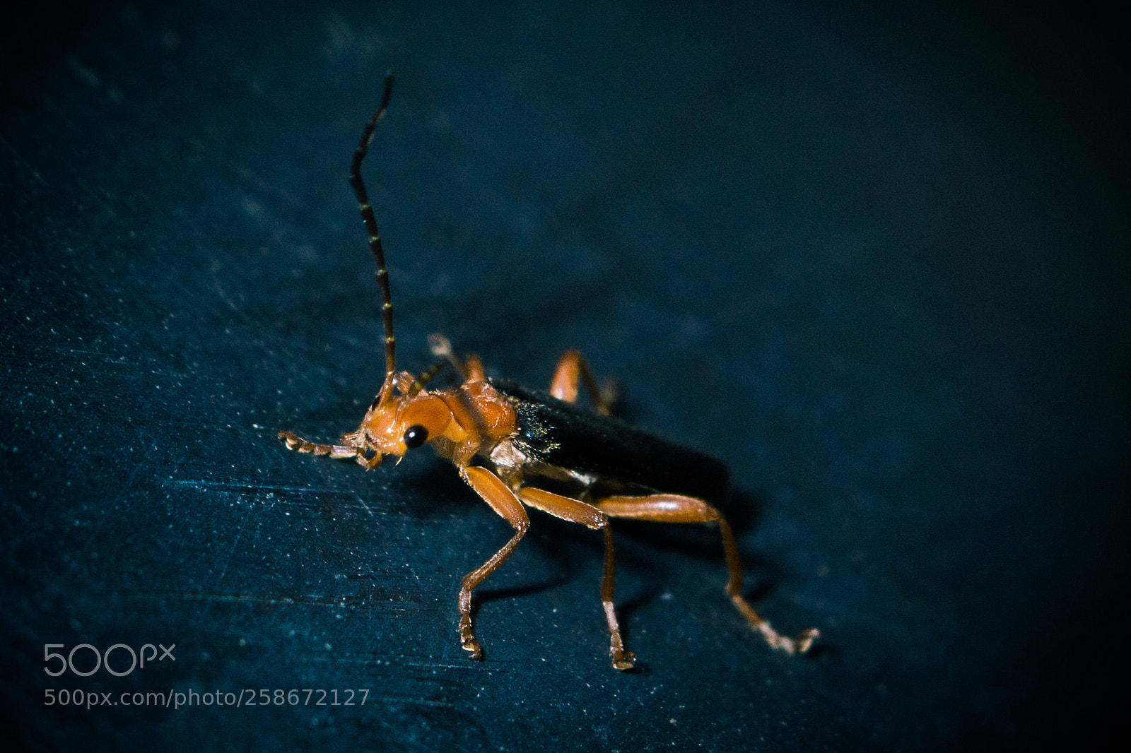 Canon EOS 100D (EOS Rebel SL1 / EOS Kiss X7) sample photo. The bug photography