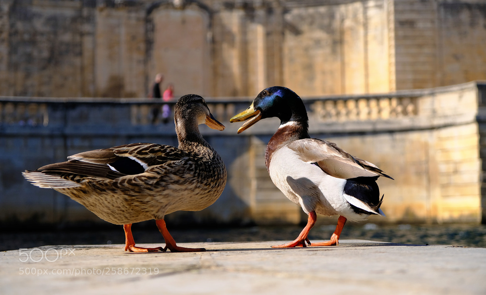 Fujifilm X-T20 sample photo. Ducks photography