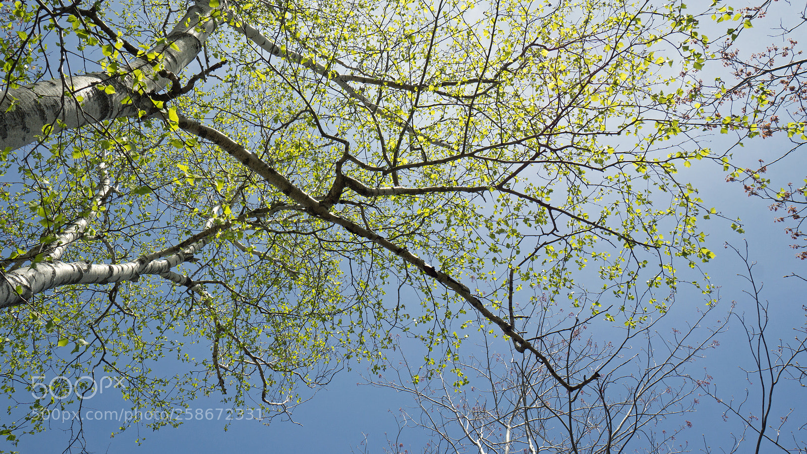Sony a6000 sample photo. Reaching for the sky photography