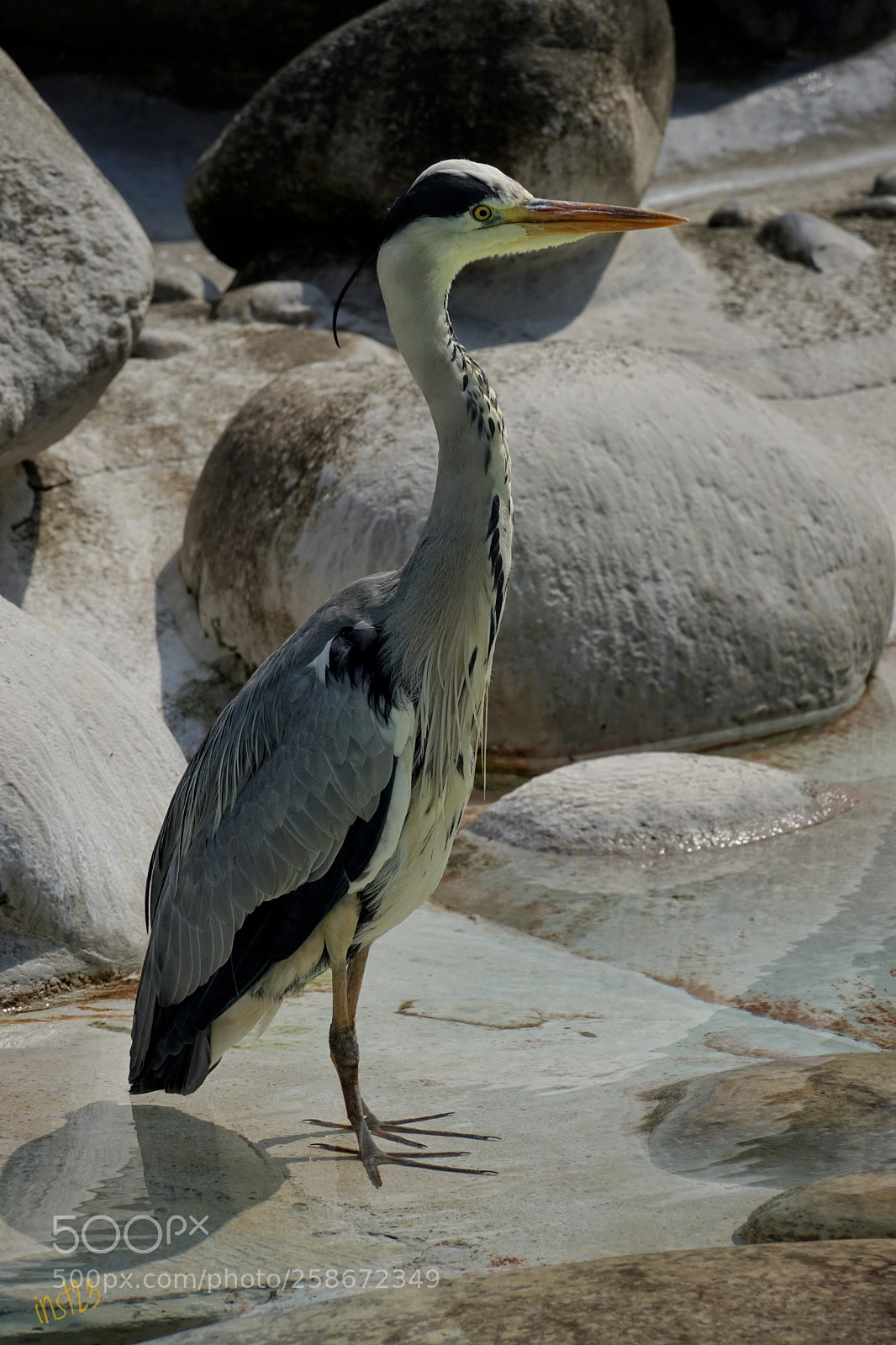 Sony a7 II sample photo. Just watching photography