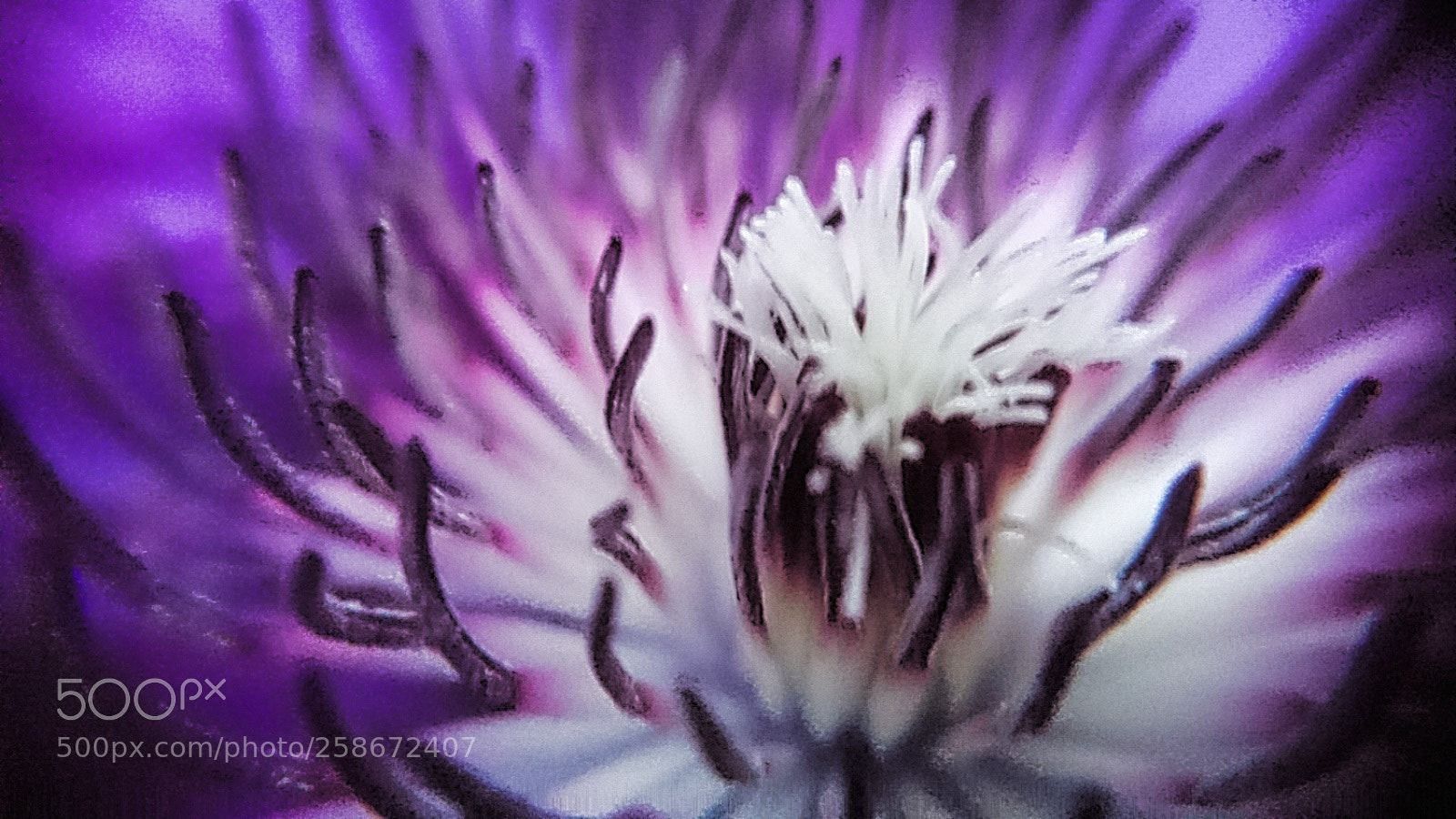 Sony Xperia XZ sample photo. Deeper... inside... purple photography