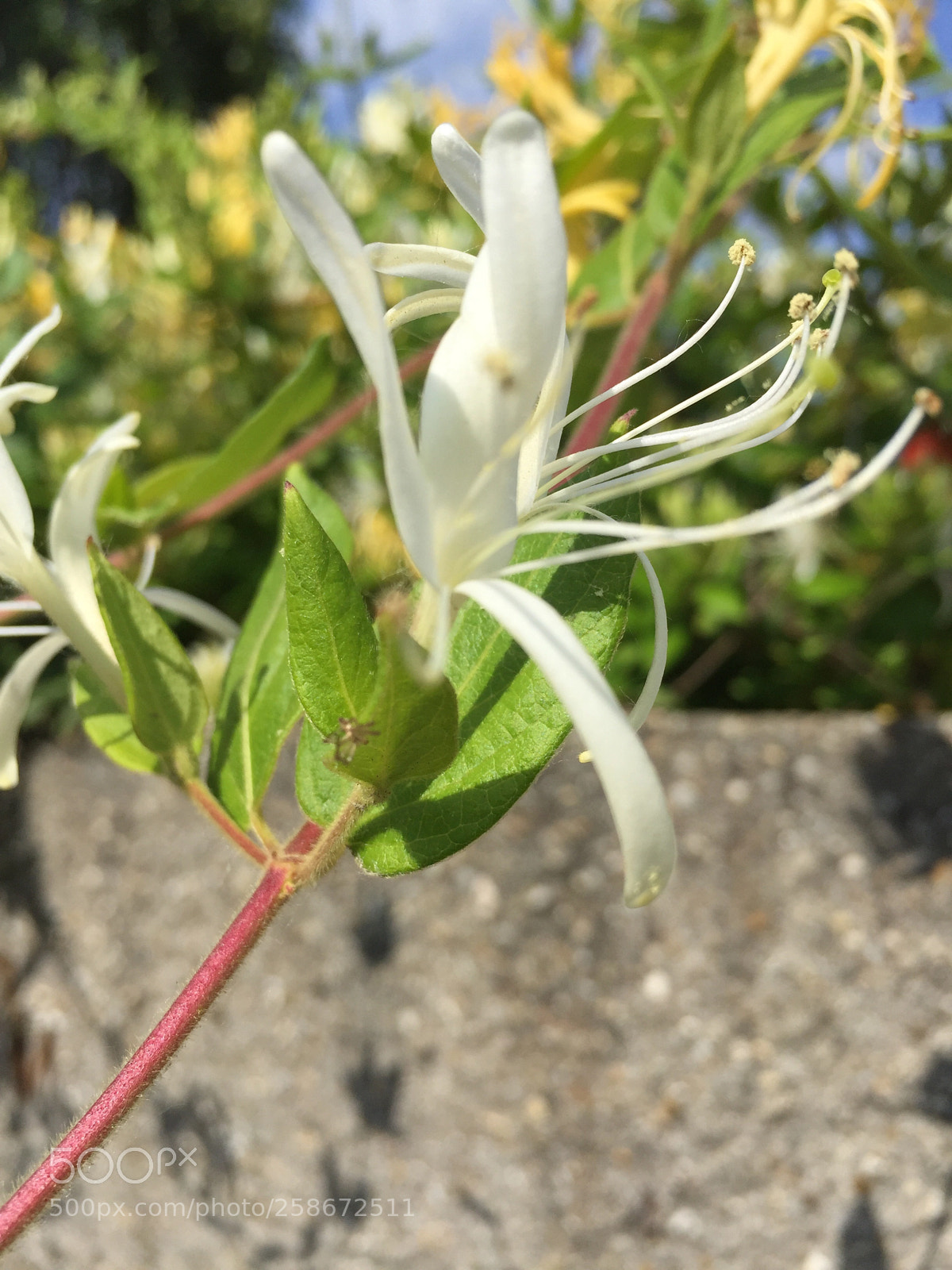 Apple iPhone 6 sample photo. Untitled photography
