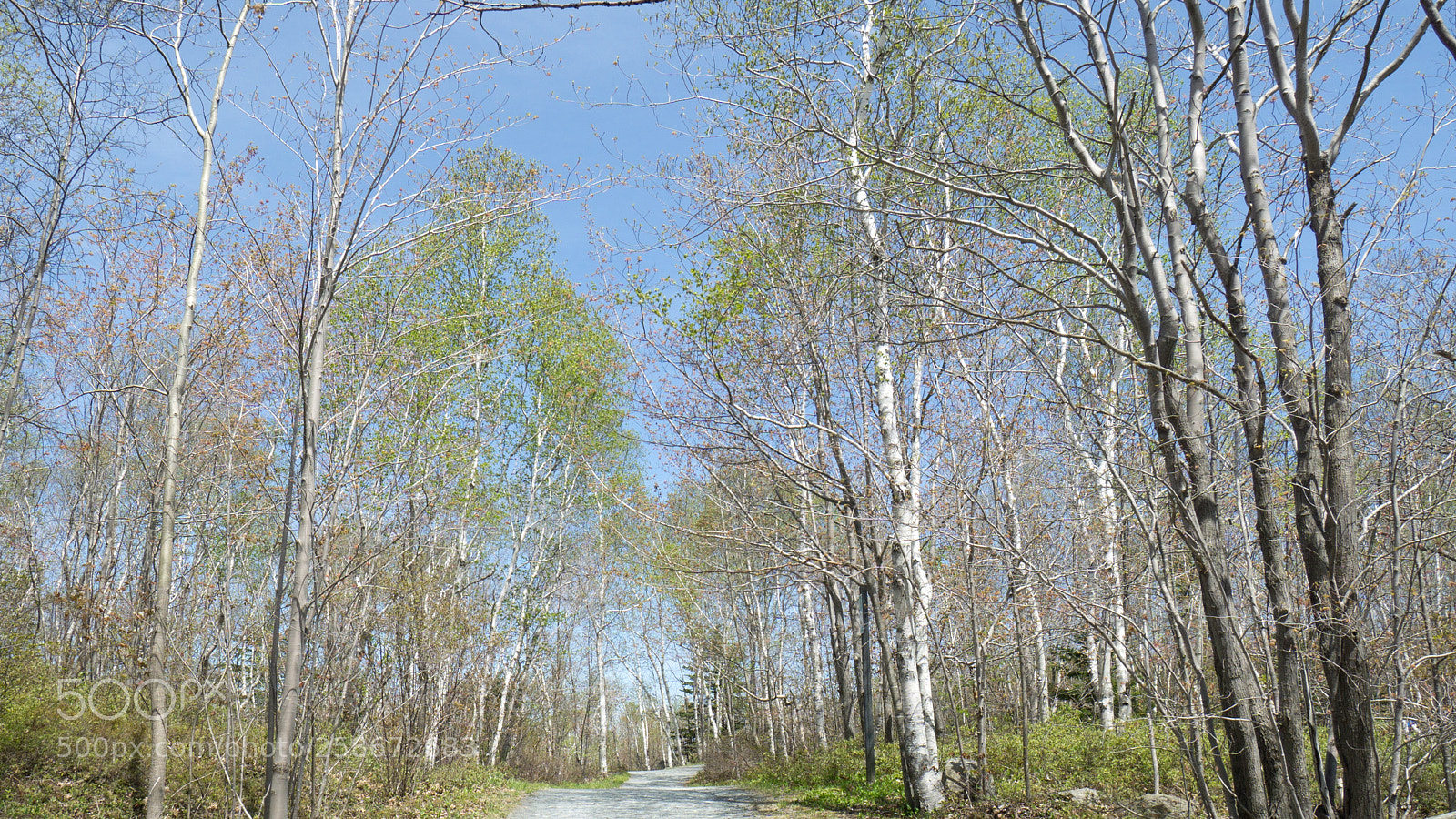Sony a6000 sample photo. Birches lead the way photography