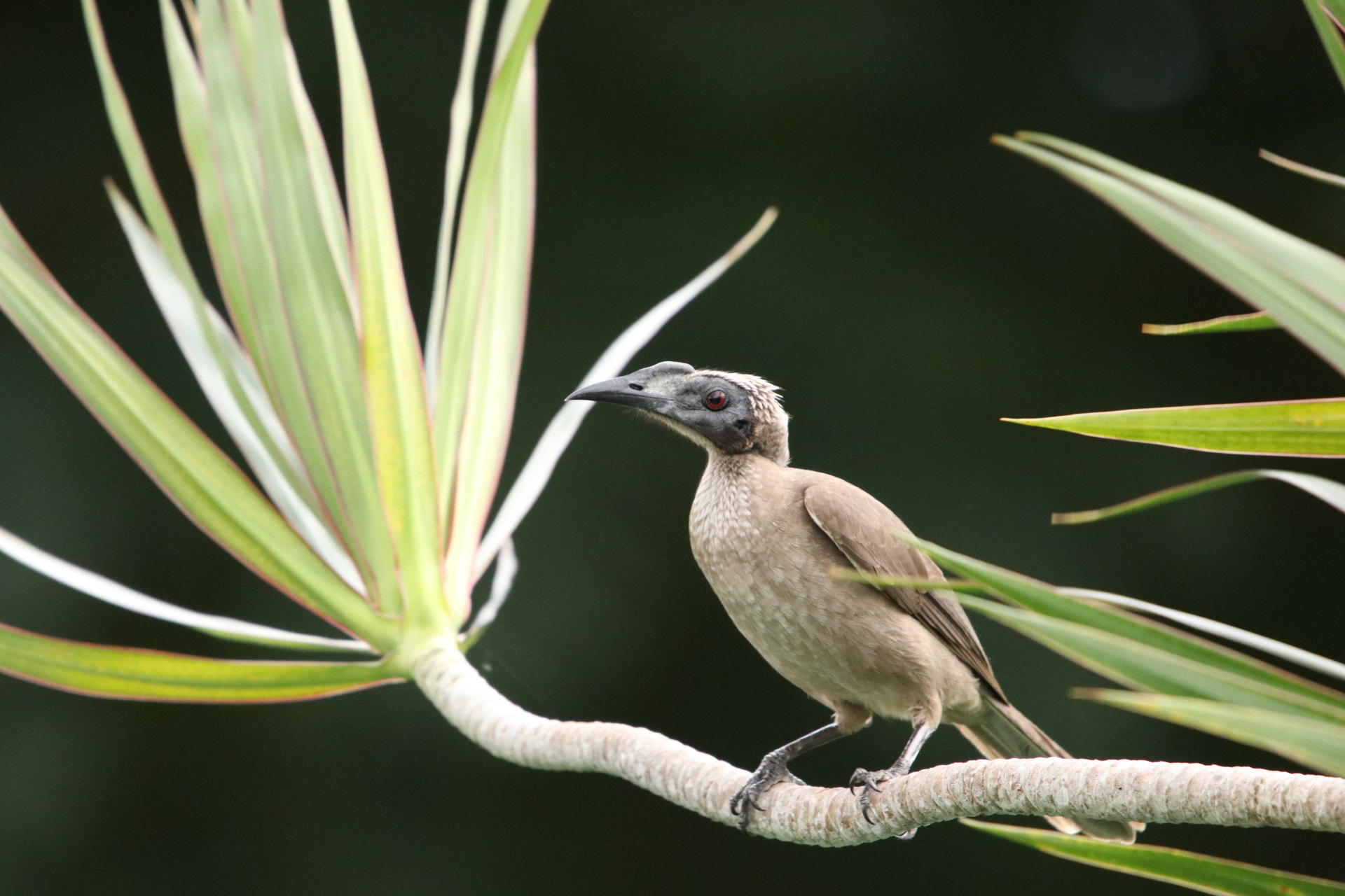 Sigma 150-600mm F5-6.3 DG OS HSM | C sample photo. Friarbird photography