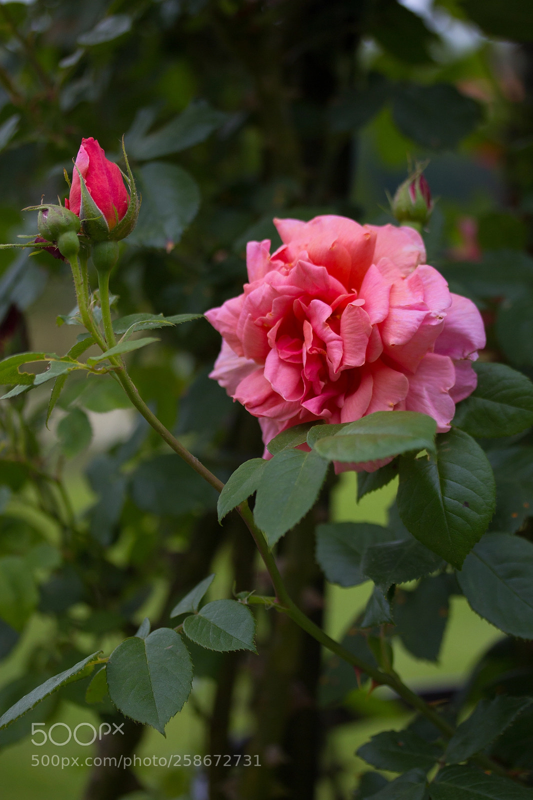 Canon EOS 700D (EOS Rebel T5i / EOS Kiss X7i) sample photo. Rode rozen photography