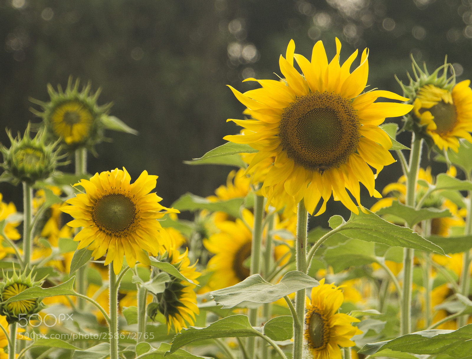 Canon EOS 700D (EOS Rebel T5i / EOS Kiss X7i) sample photo. Sunflower rising photography