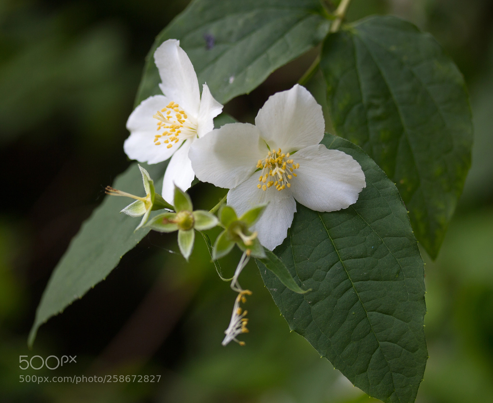 Canon EOS 700D (EOS Rebel T5i / EOS Kiss X7i) sample photo. White blossom photography