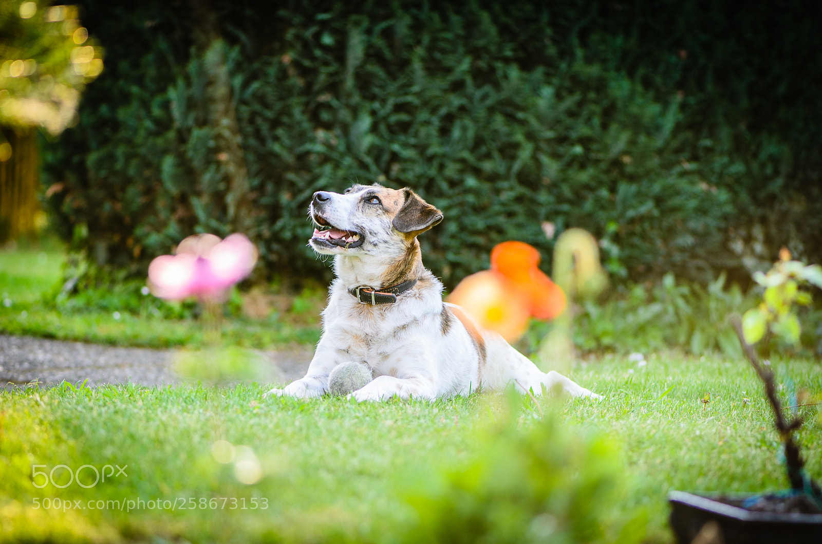 Nikon D7000 sample photo. Smilla photography
