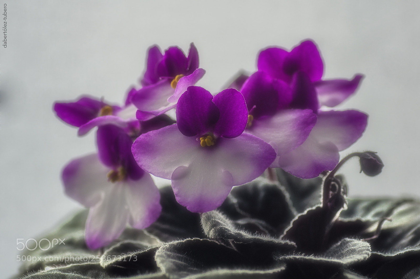 Nikon D90 sample photo. Violeta en segunda floracio photography