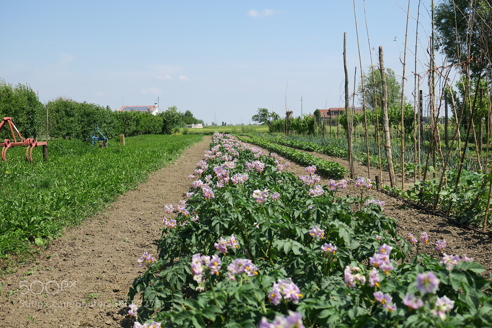 Canon PowerShot G3 X sample photo. Img 5378 potatoes bloom road photography