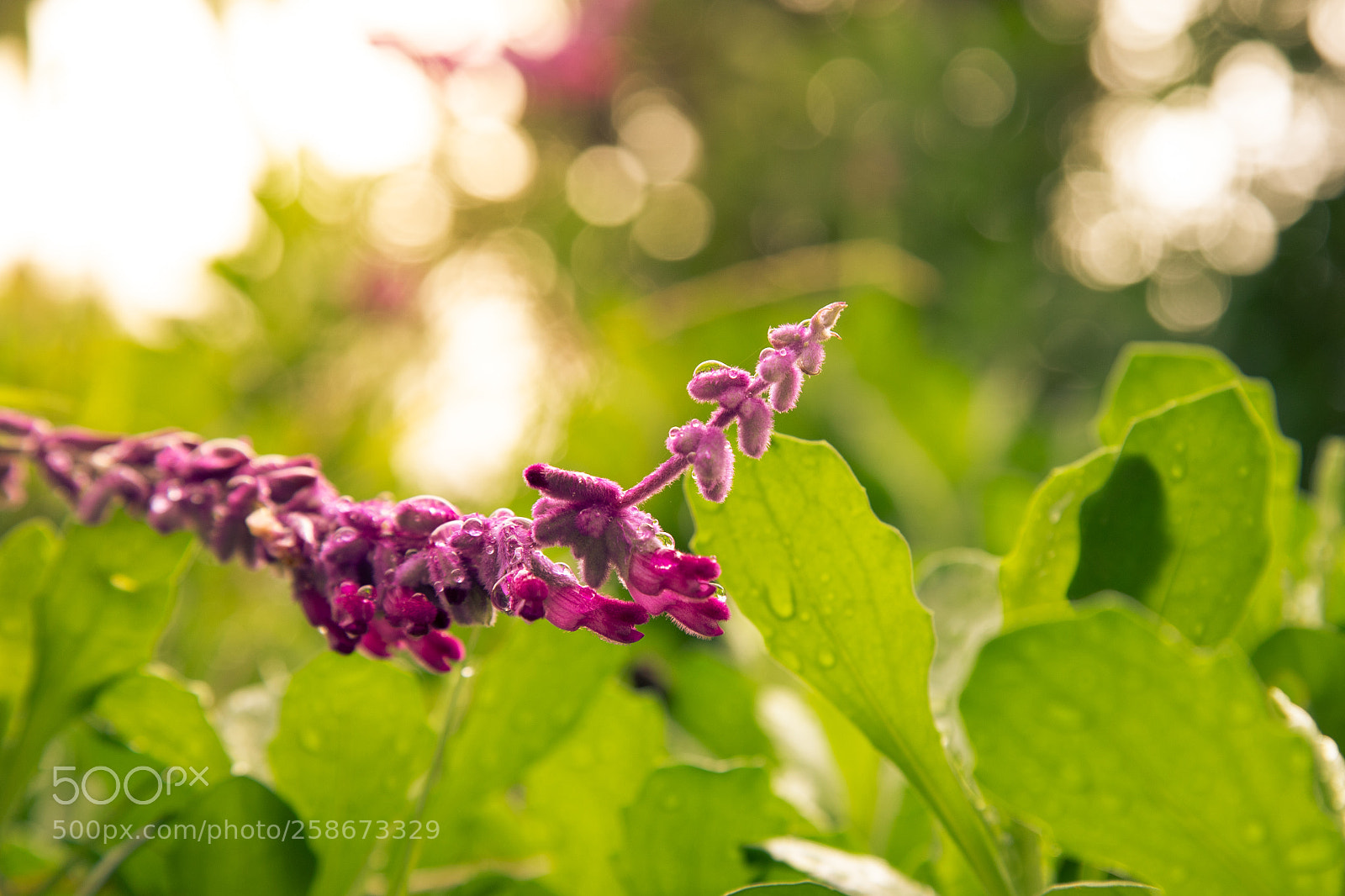 Canon EOS 6D Mark II sample photo. Purple dragon photography