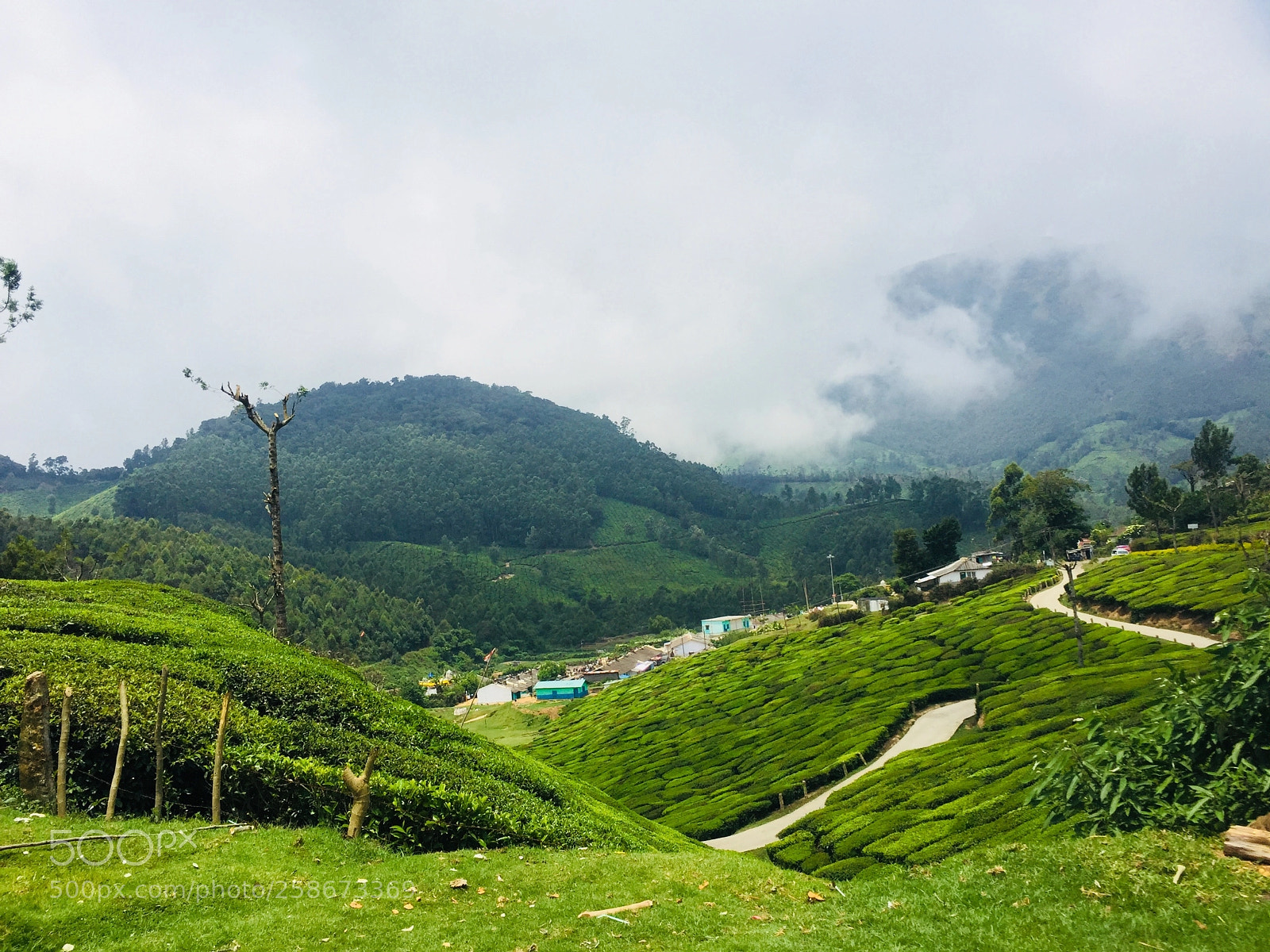 Apple iPhone 6 sample photo. Tea plantation, munnar photography