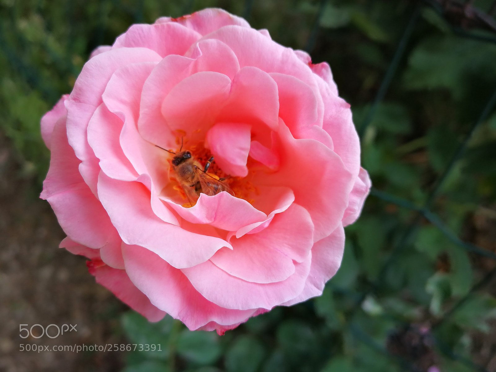 HUAWEI P10 sample photo. Let's pink photography
