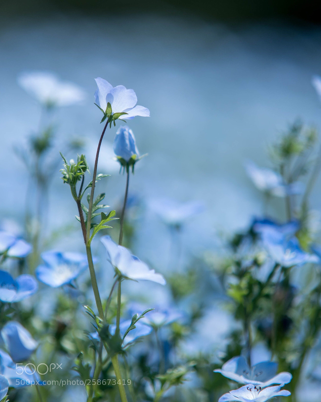 Nikon D750 sample photo. Blue lady photography