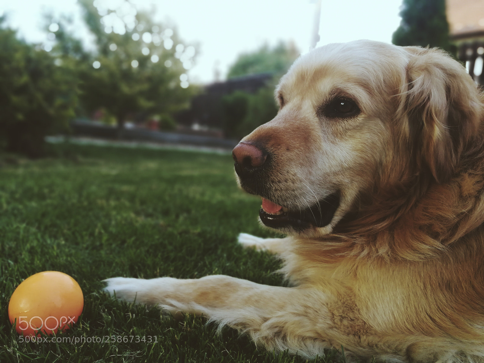 HUAWEI P10 sample photo. Untitled photography