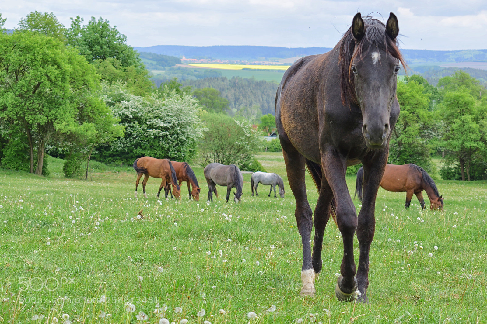 Nikon D3300 sample photo. Horses photography