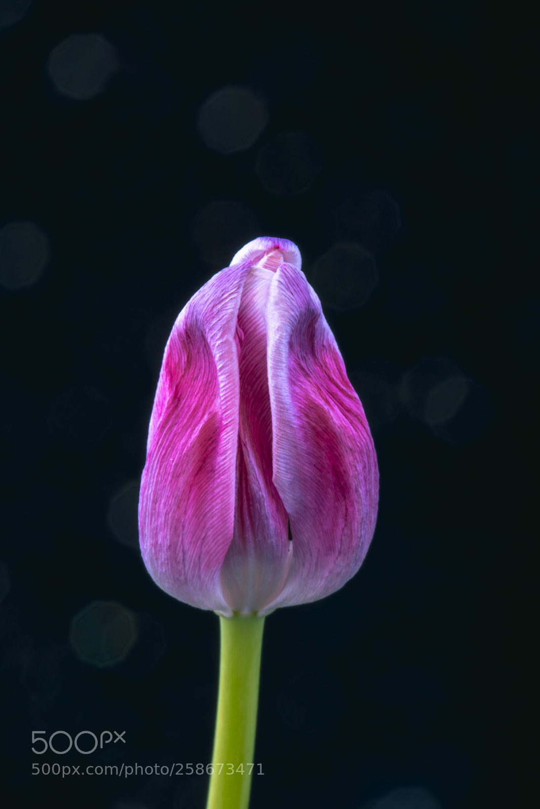 Canon EOS 6D Mark II sample photo. Pink photography
