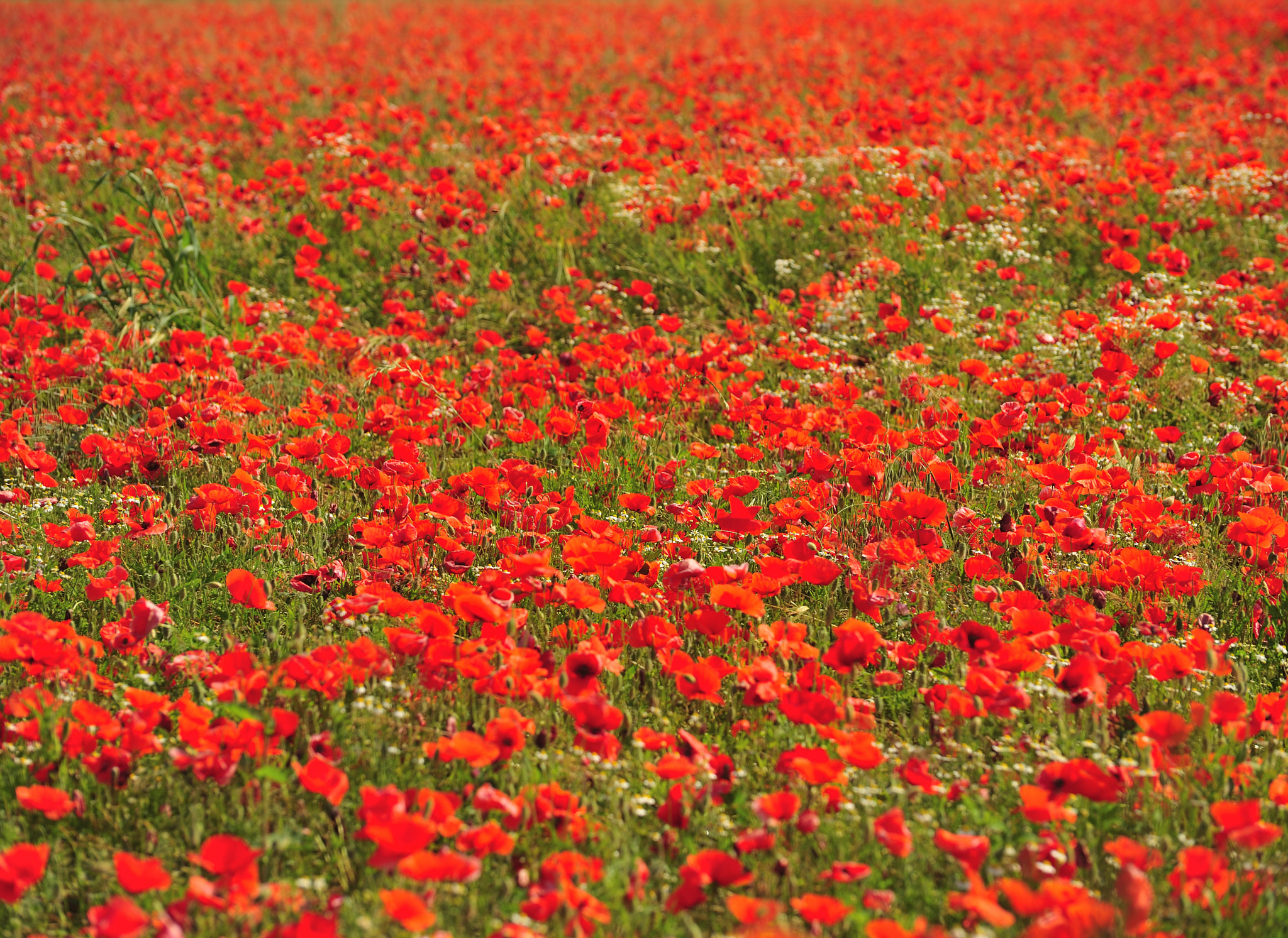 Nikon D700 sample photo. The colors of nature photography