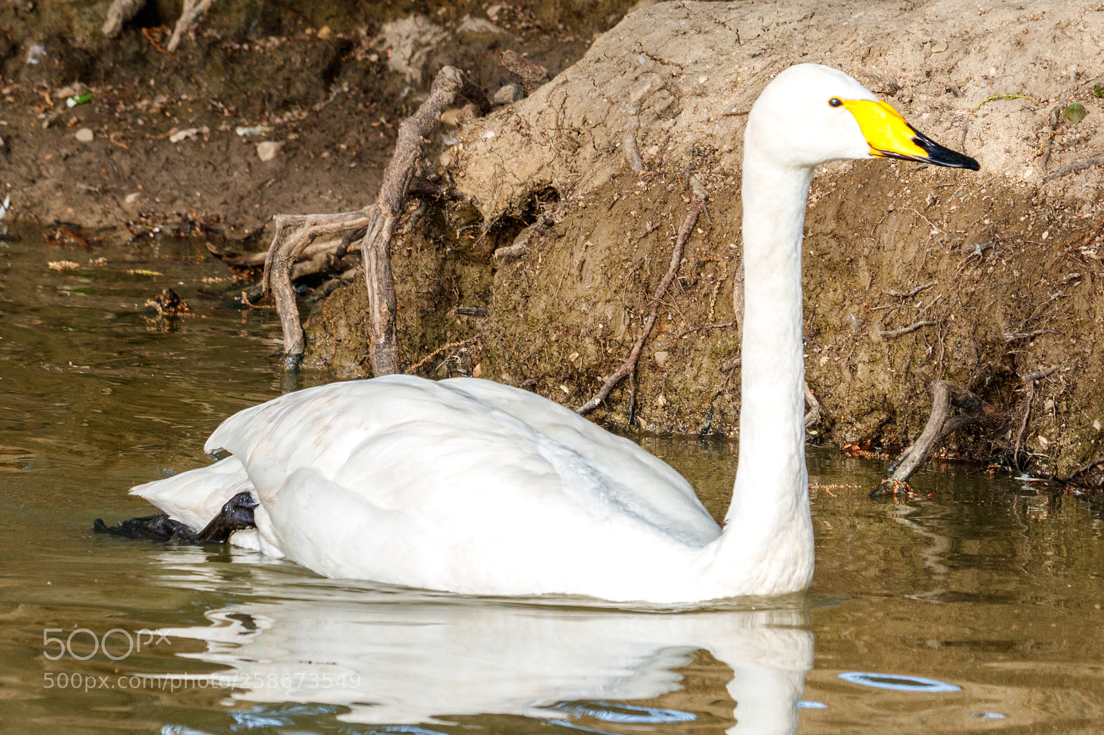 Canon EOS 80D sample photo. Whooper swan photography