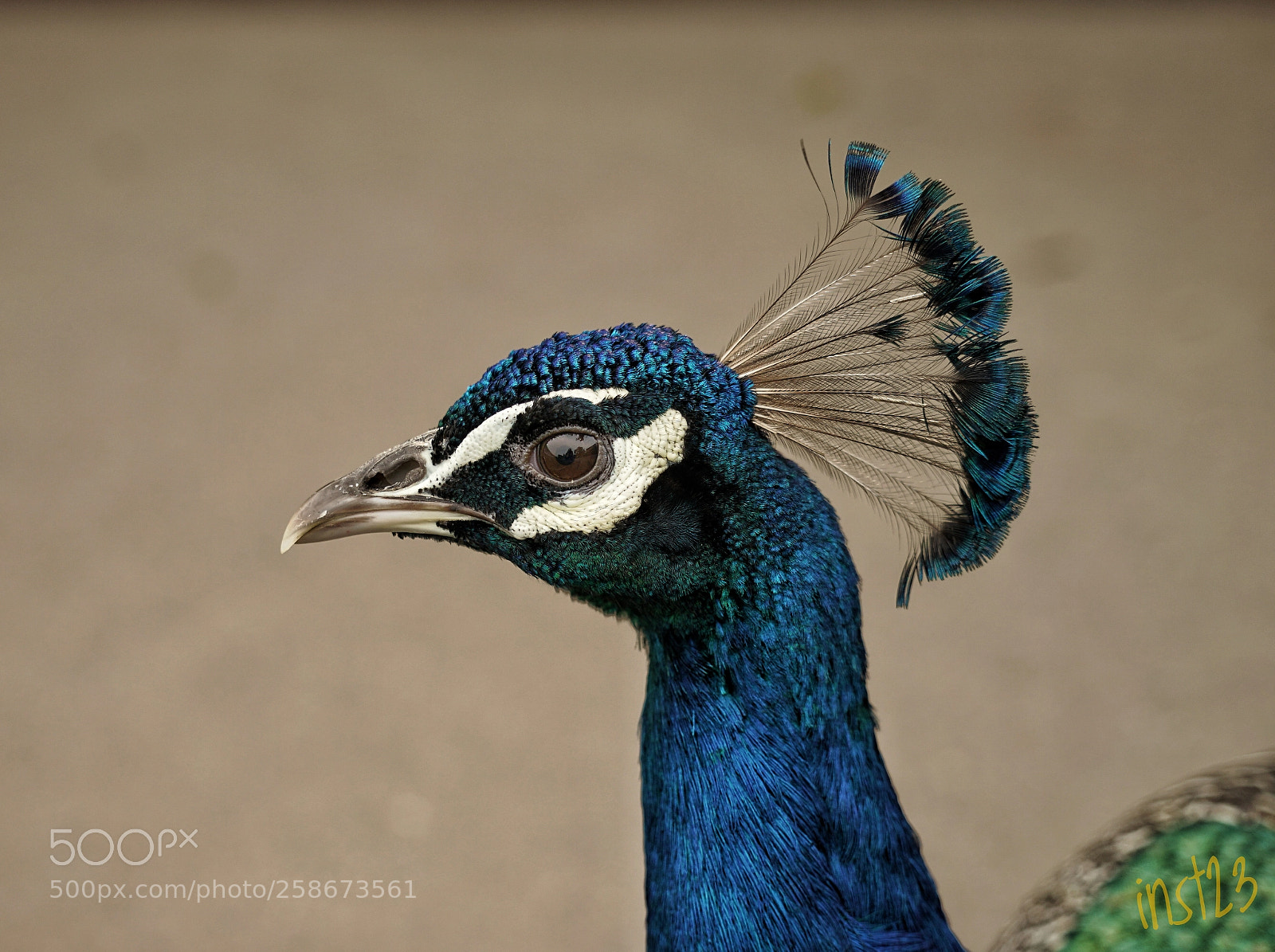 Sony a7 II sample photo. Pfau/peacock photography