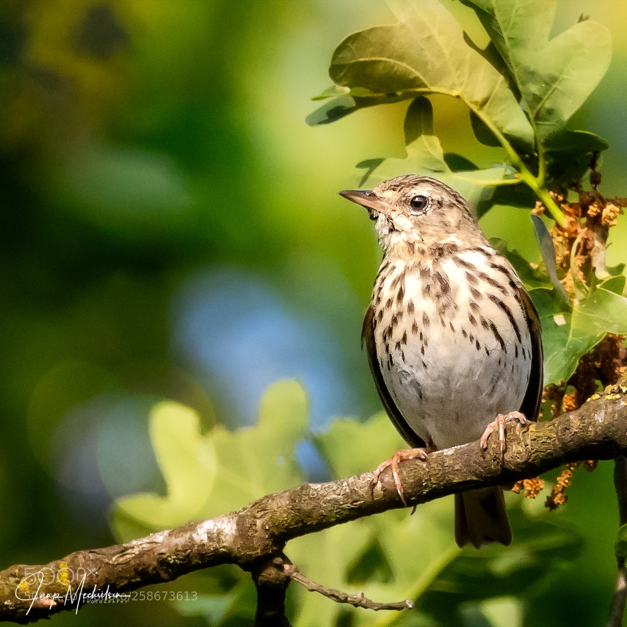 Canon EOS 7D Mark II sample photo. Song thrush photography