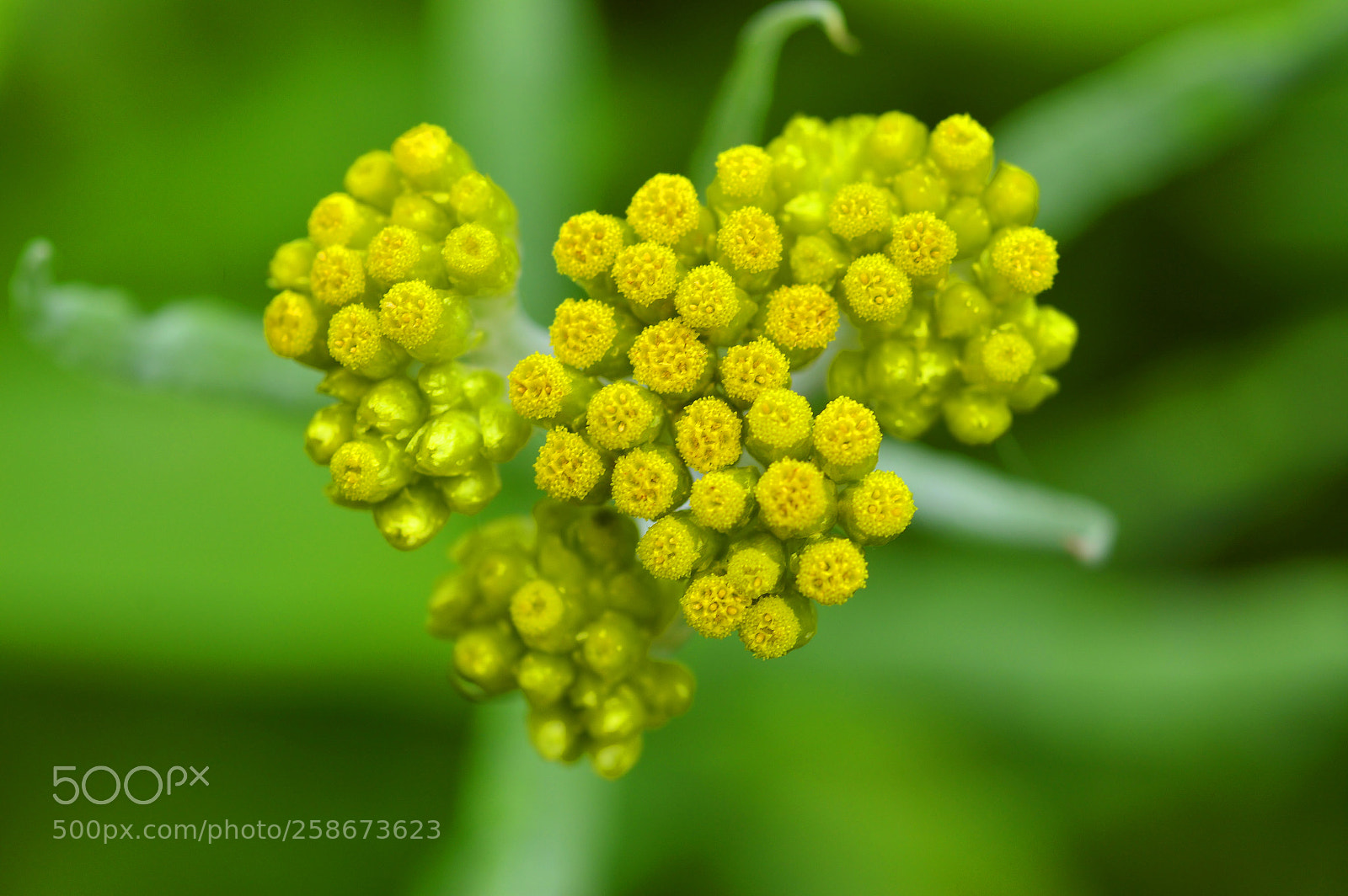 Nikon D3200 sample photo. Spring nature......yellow heart photography