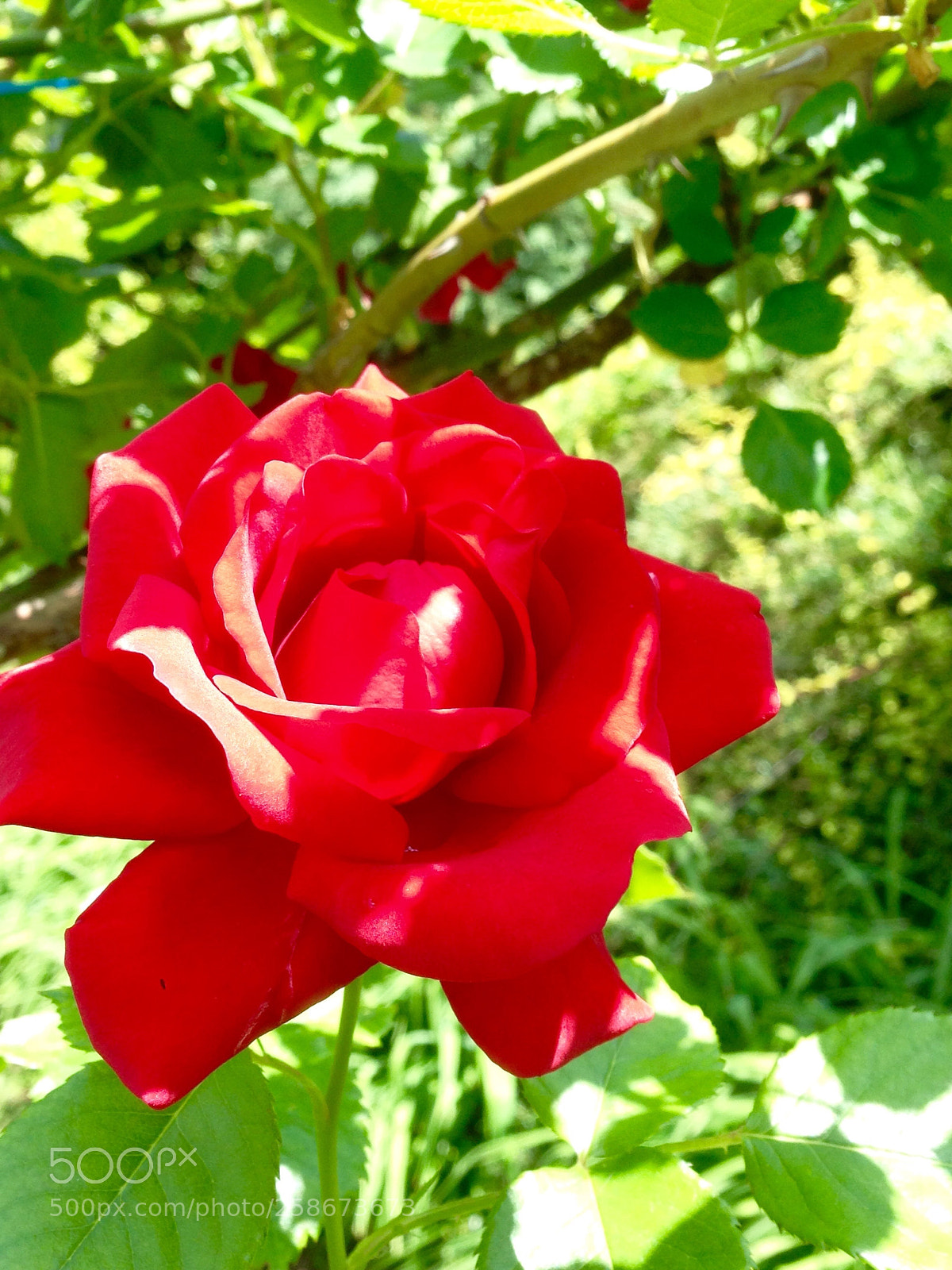 Apple iPhone 5 sample photo. Smile photography
