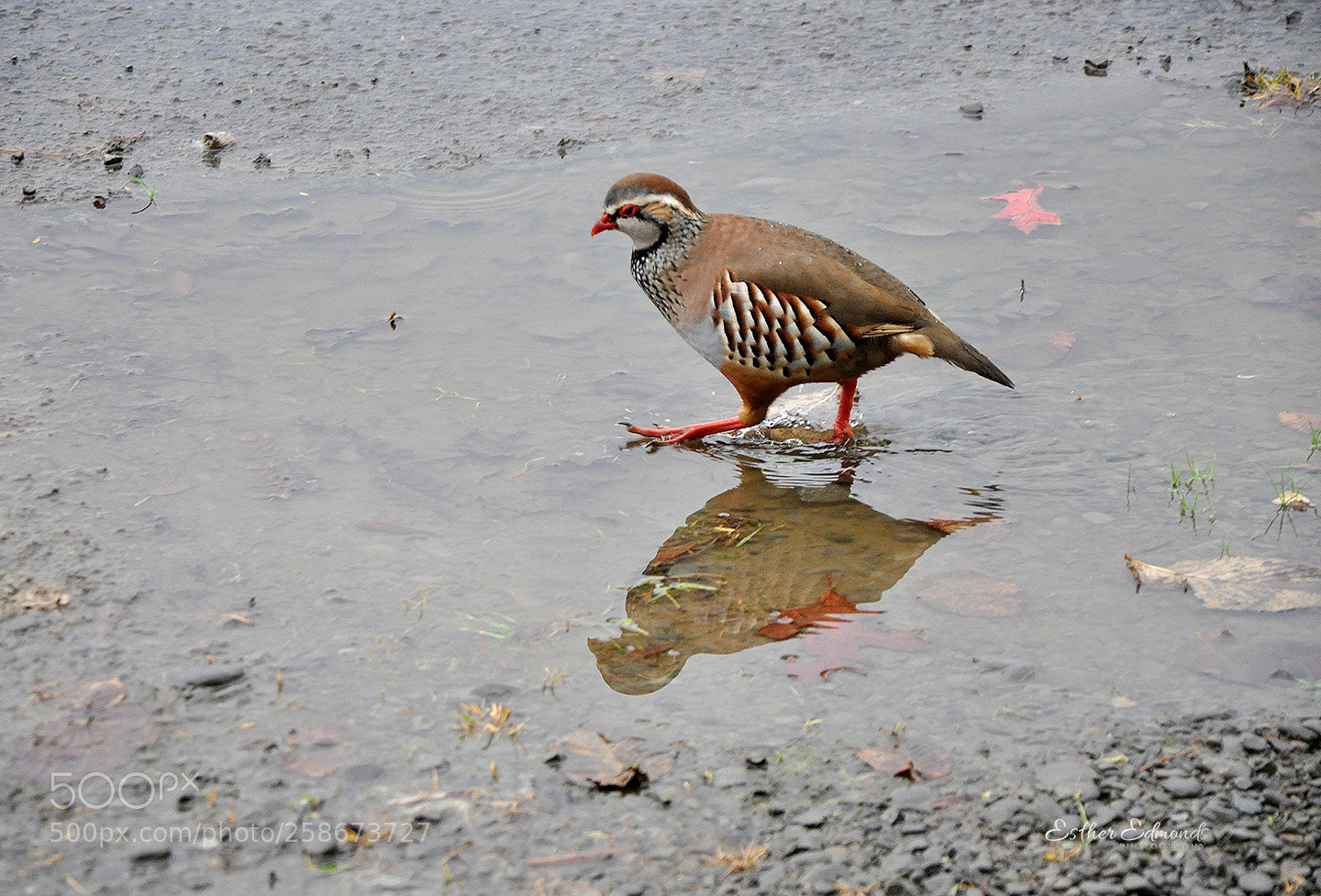 Nikon D90 sample photo. Partridge in a puddle photography