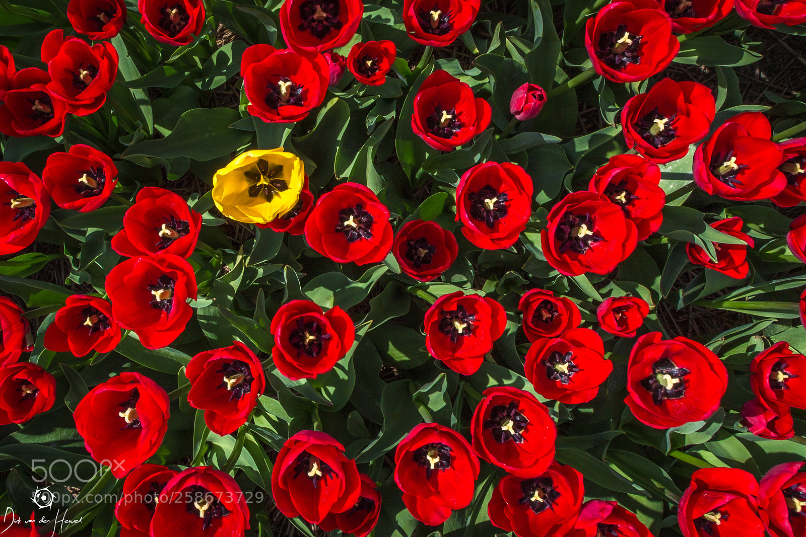 Canon EOS 6D sample photo. I feel lonely tulip. photography